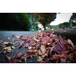 Outono começa com chuva acima da média e mais dias com amplitude térmica